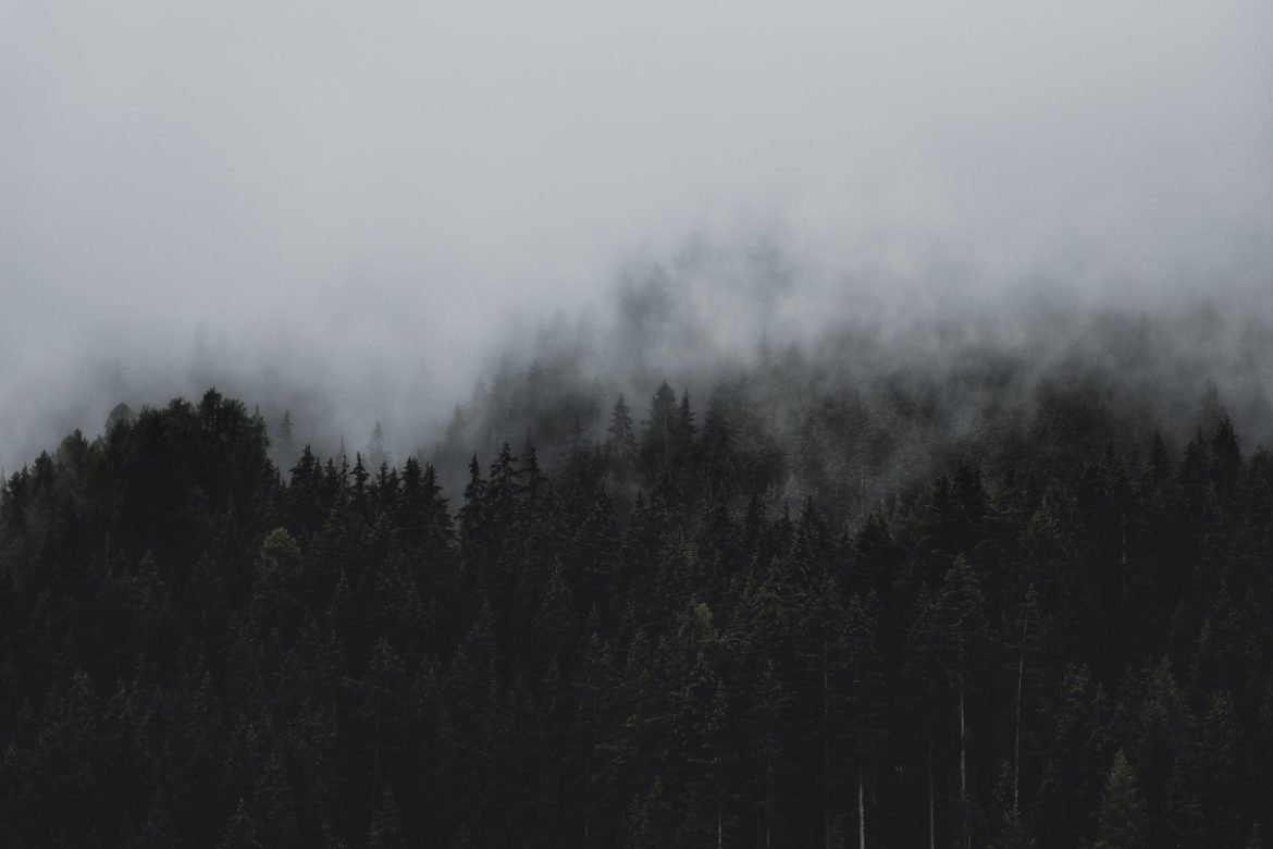 A dark forest under heavy fog.