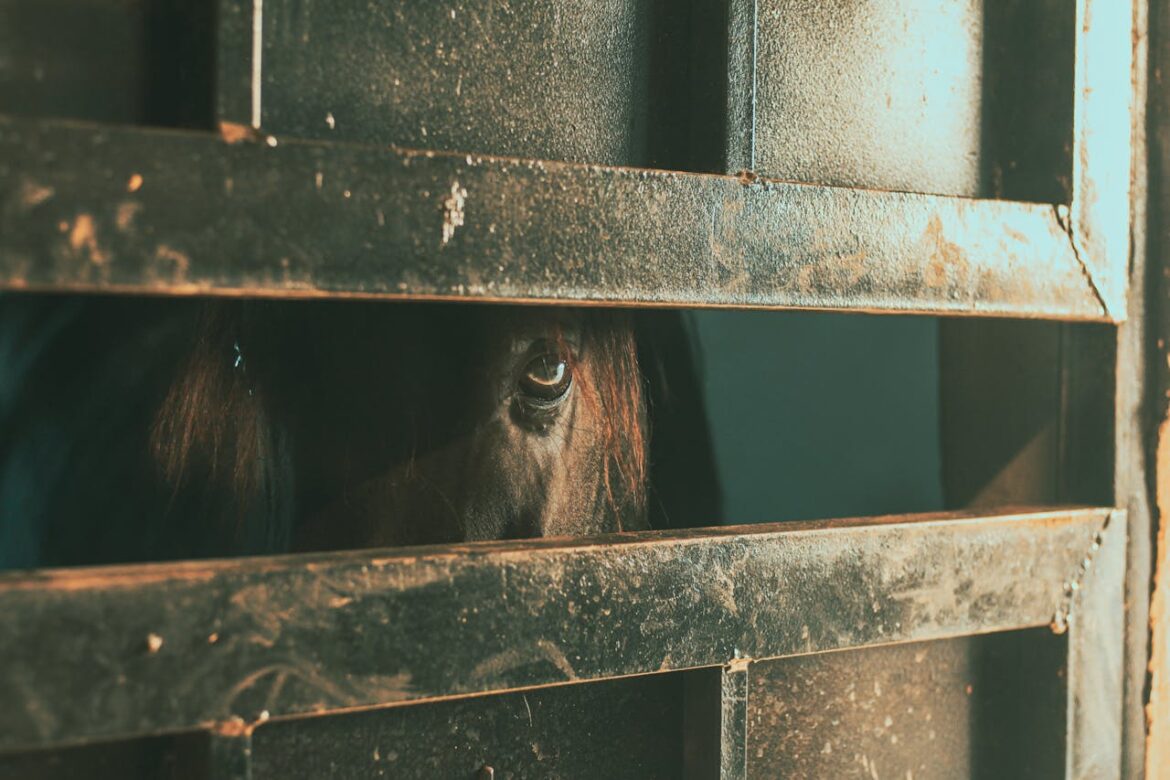 Photo of a horse gazing at the camera lens, through a slit in a metal door. Original photo by Hasan Abwini.